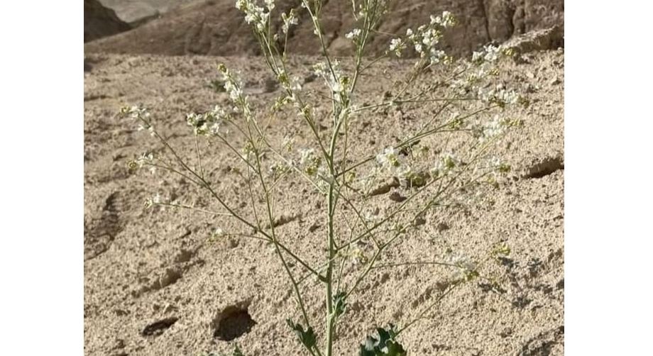 Ústirt qoryǵynan sırek kezdesetin ósimdik tabyldy