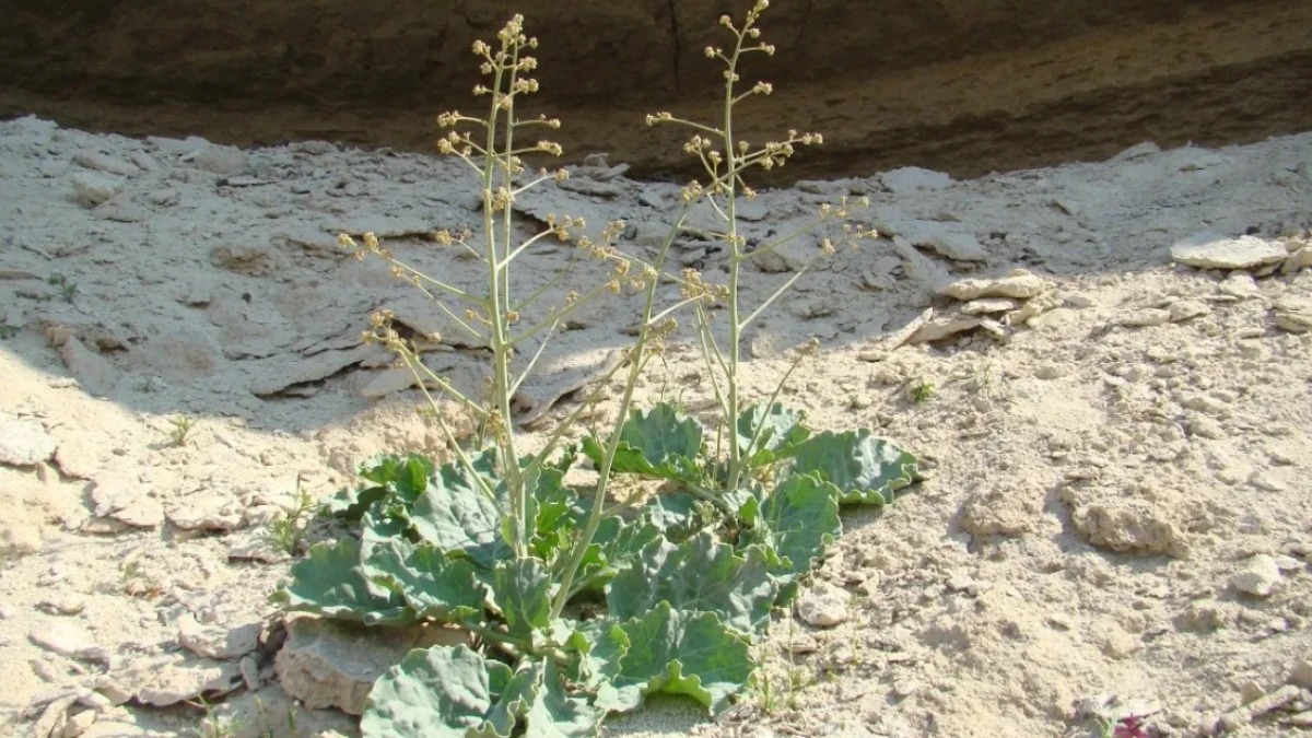 Mańǵystaý oblysynda erekshe ósimdik tabyldy