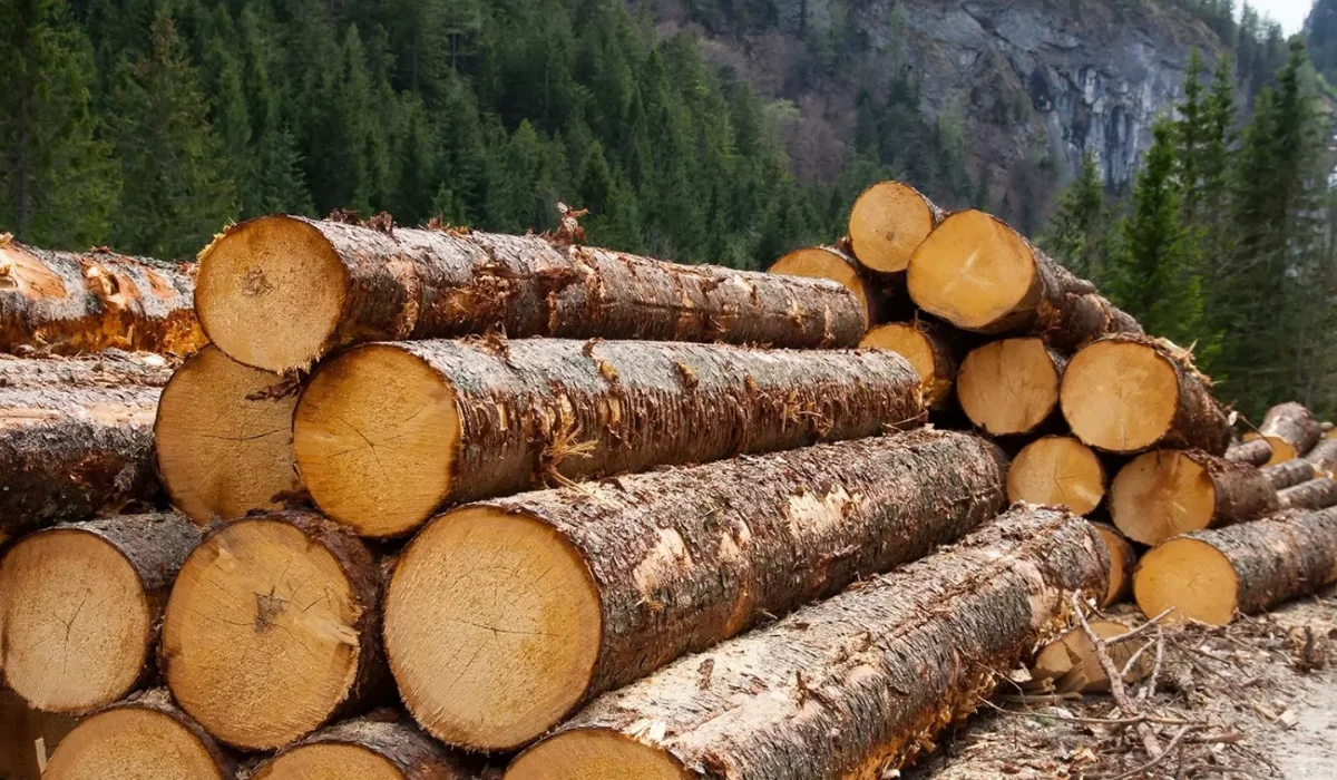 «Ertis ormany» rezervatynyń burynǵy basshysy 12 jylǵa sottaldy