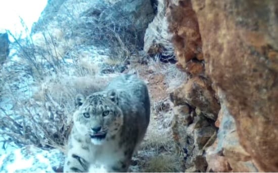 Qar barysy taǵy fototuzaqqa ilindi