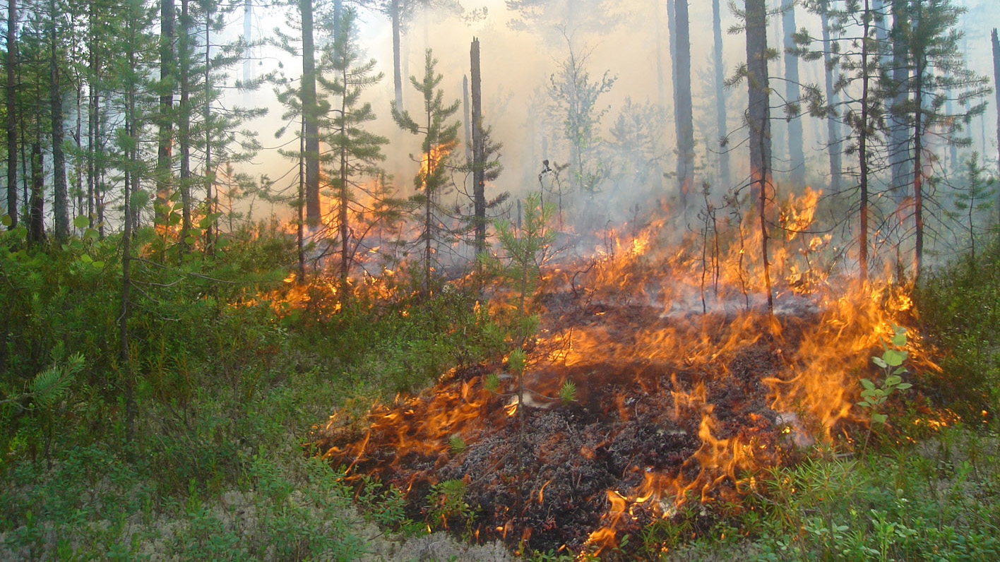 Almatyda orman órtiniń aldyn alý sharalary bastaldy