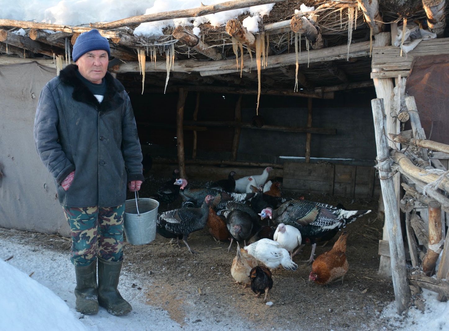 Aýyl turǵyny taýyqtan tabys taýyp otyr