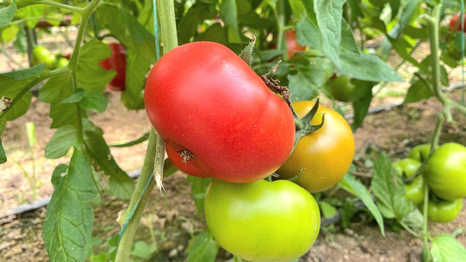 10 mln tabysqa shyqty: Jetisaılyq sharýa bir alqaptan jylyna 2 ónim alyp otyr