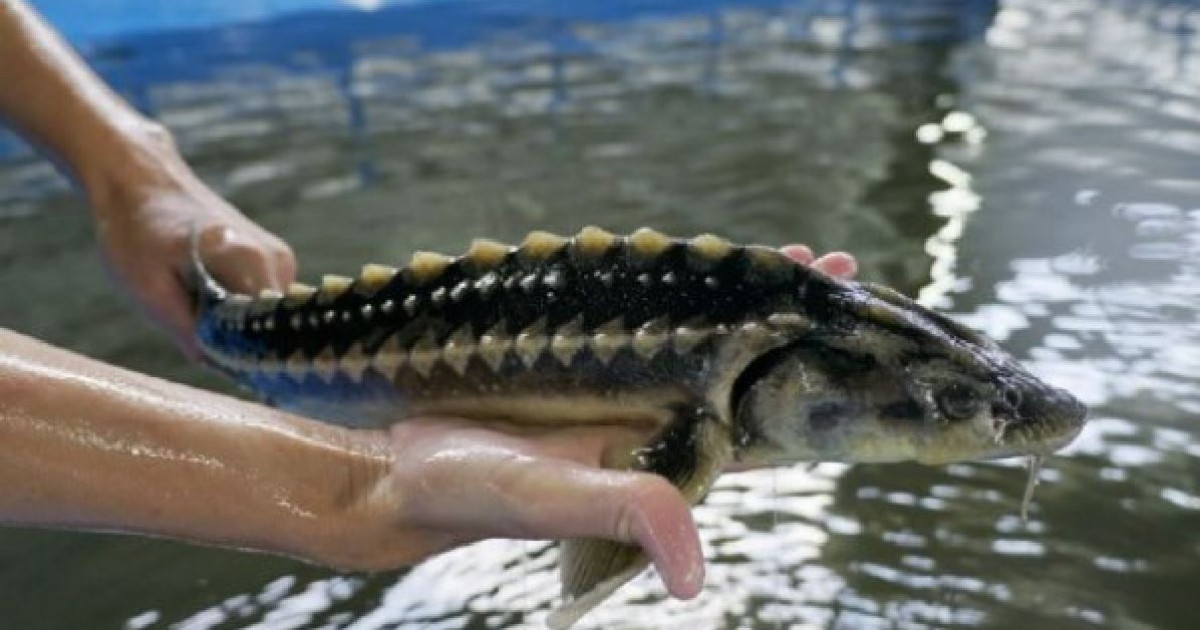 Qazaqstannyń balyq ónimderi Eýropalyq odaq elderine jiberiledi