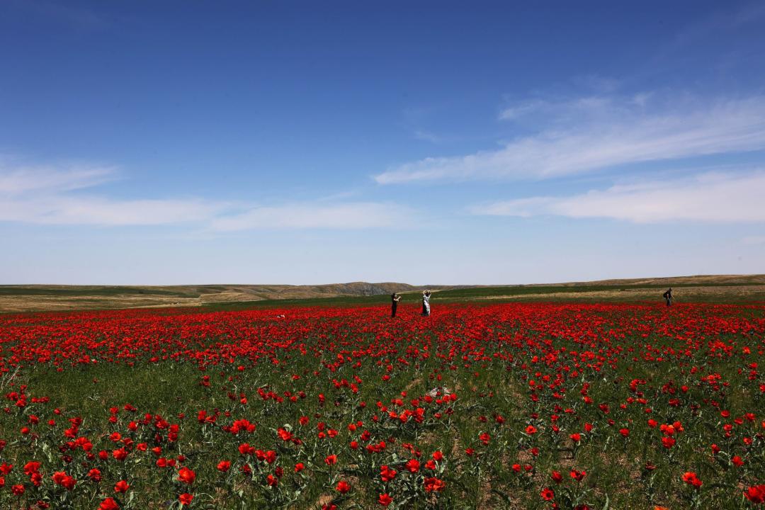 Kóz jaýyn alǵan qyr qyzǵaldaǵy