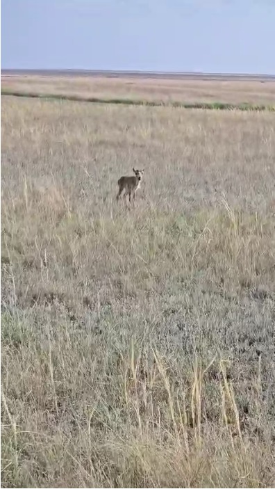Naýyrzymda kıik tóldep jatyr