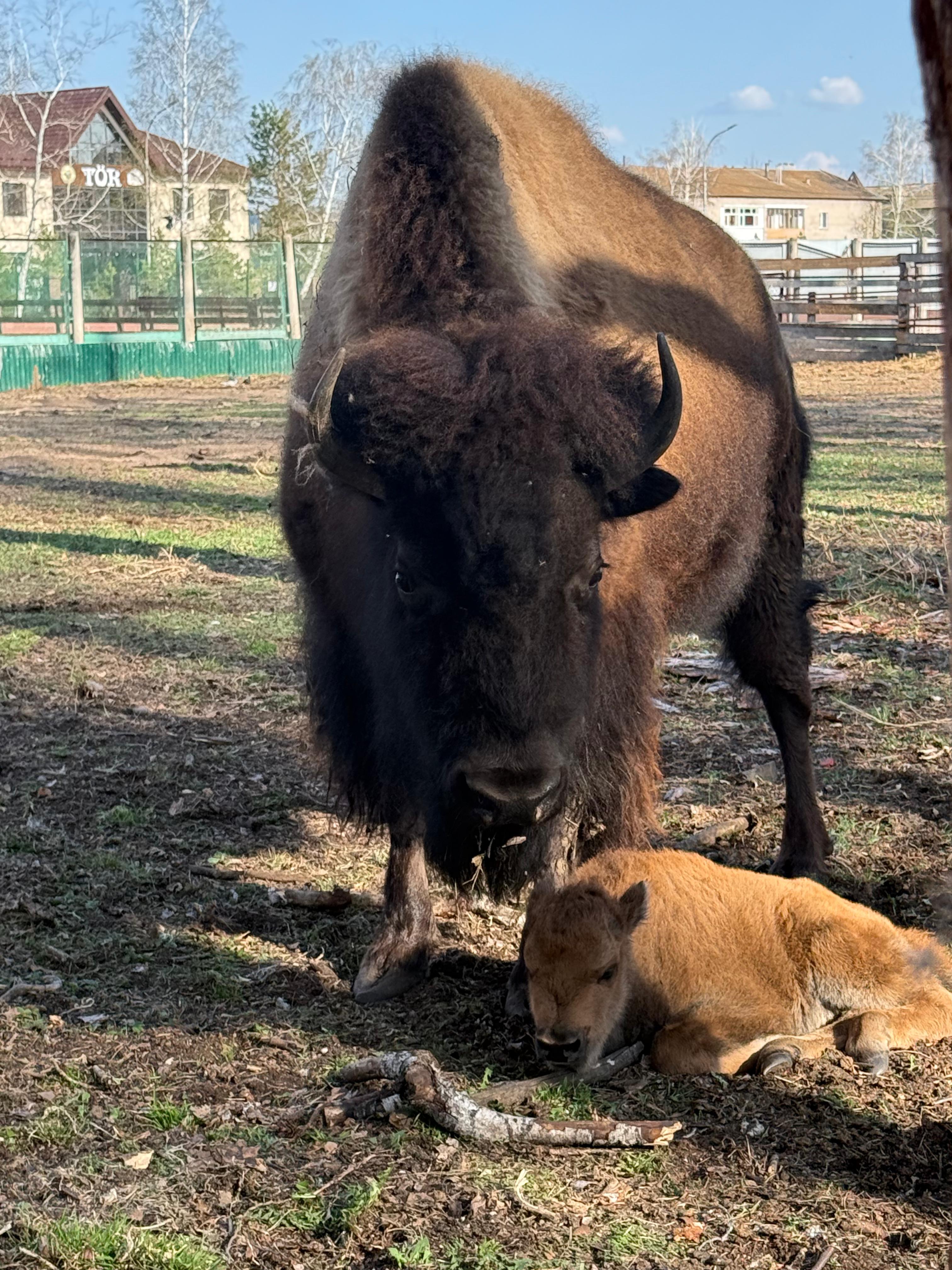 Býrabaıda bızon buzaýlady