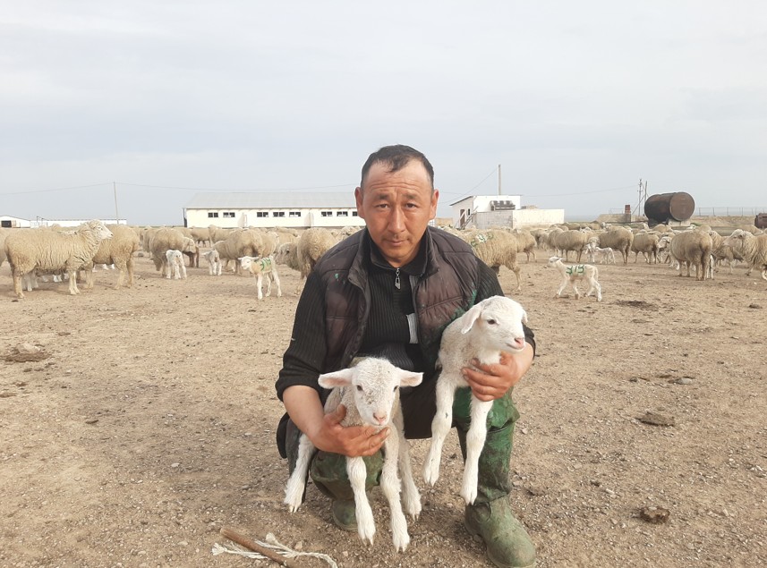 Qoı qozdap, qorada shý...