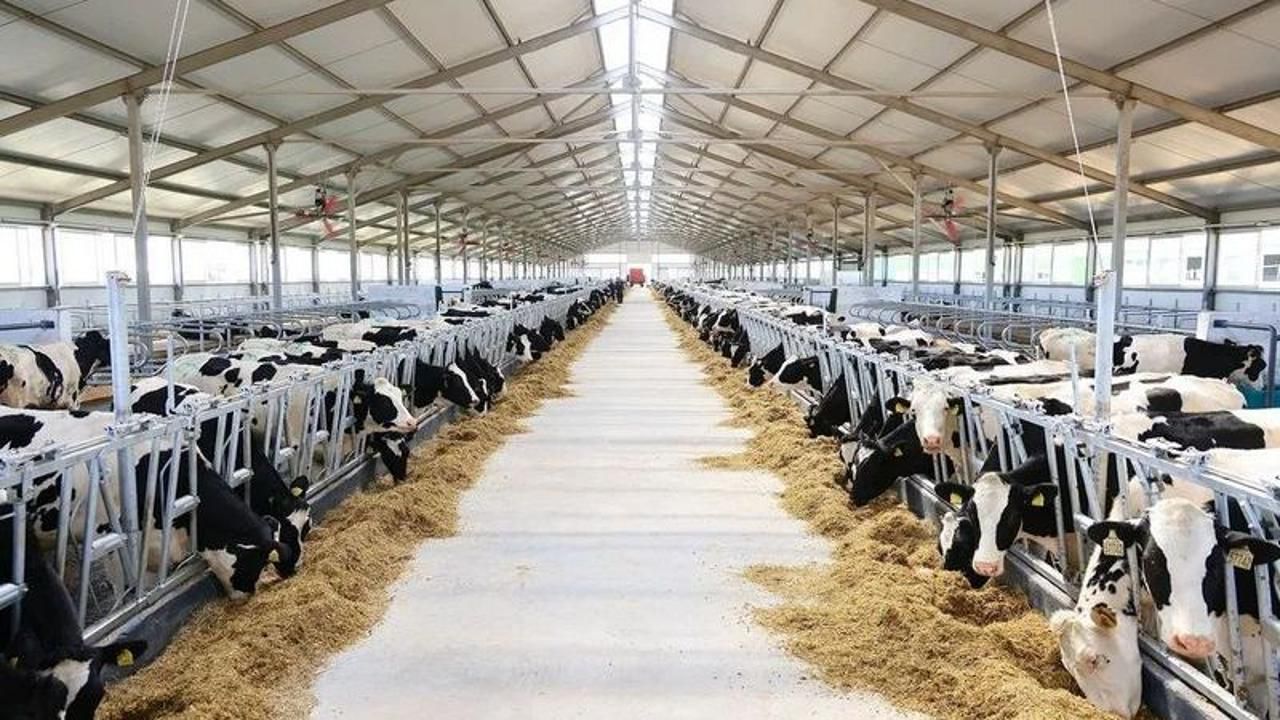 Qaraǵandyda sút fermasy ashyldy