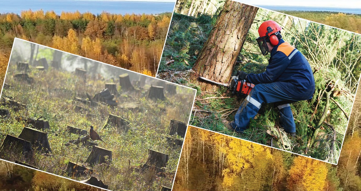 Orman qoryna qol suǵý tyıylmaı tur