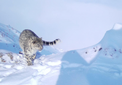 Katon-Qaraǵaı ulttyq parkinde qar barysy fototuzaqqa tústi