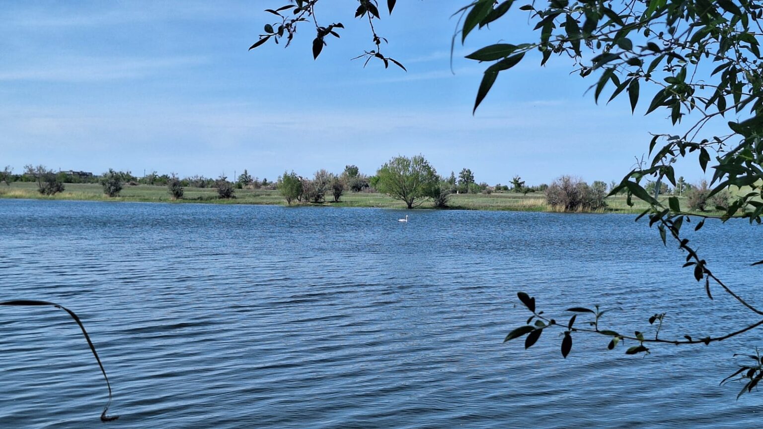 Kókti ańsaǵan jaraly aqqý