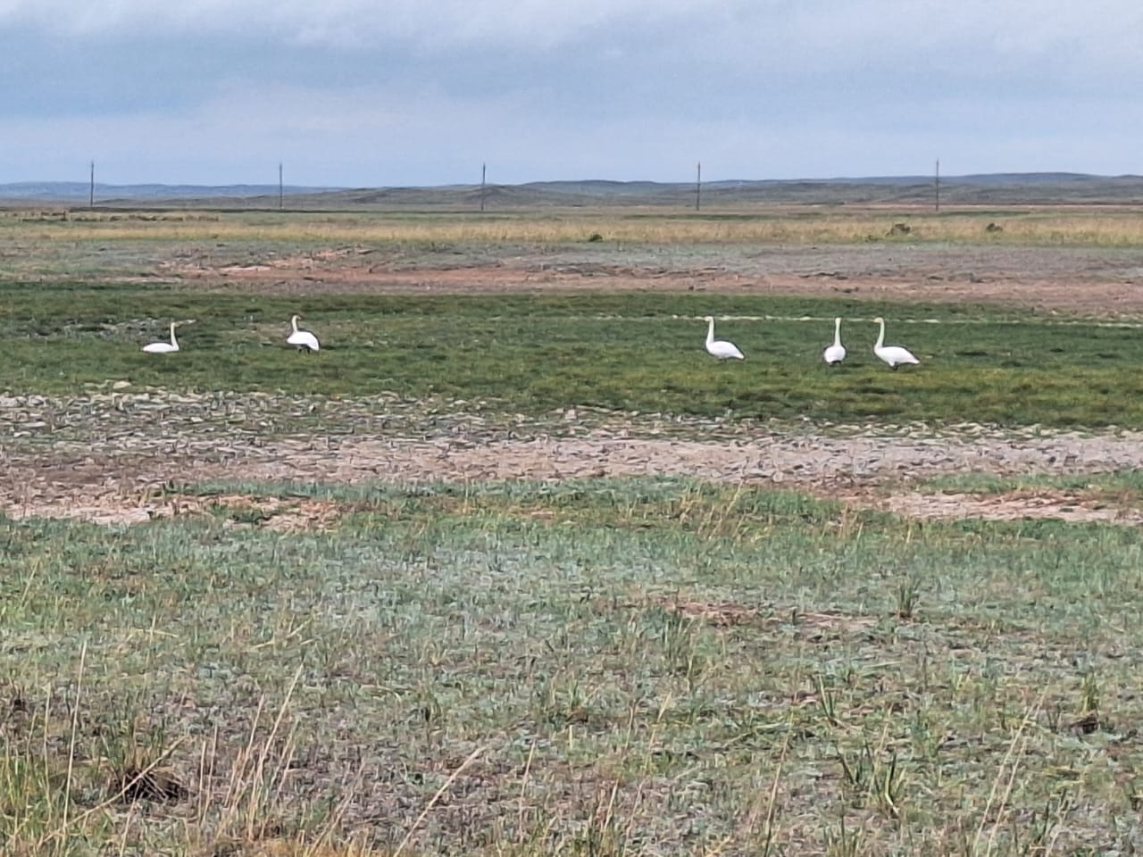 Baıanaýylǵa sybyrlaq aqqýlar ushyp kelip jatyr