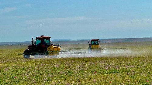 Aqtóbe oblysynda shegirtke dernásilderin ýlaý jumystary bastaldy