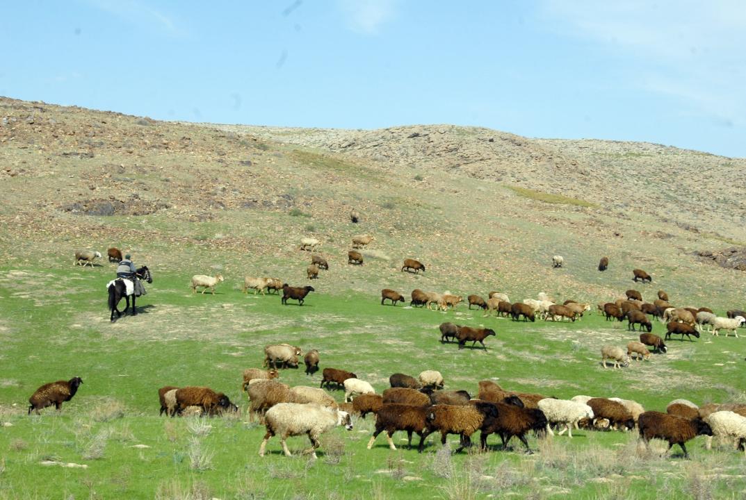 Jambyl oblysynda ıgerilmegen jerler memleket menshigine qaıtaryldy
