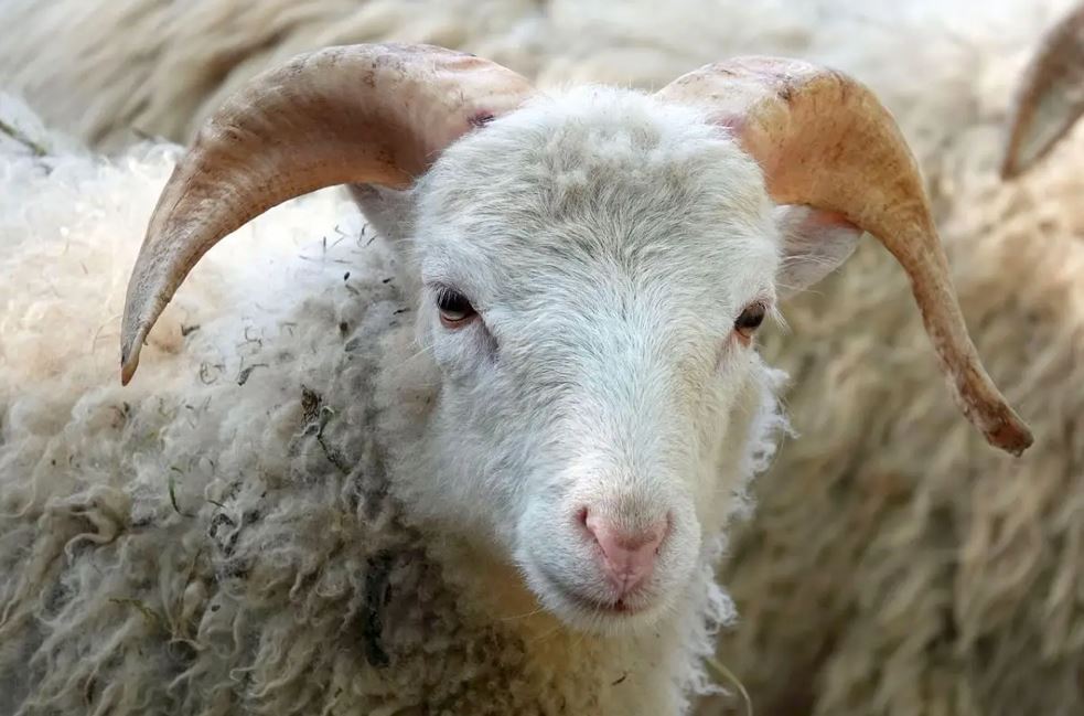 Malshy fermerdiń malyn satyp, aqshasyn qumar oıynǵa salǵan