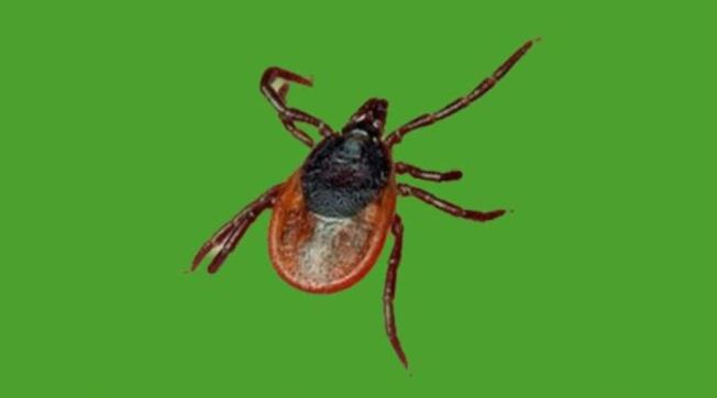 SQO-da kene qaptap, bes adam aýrýhanǵa túsken