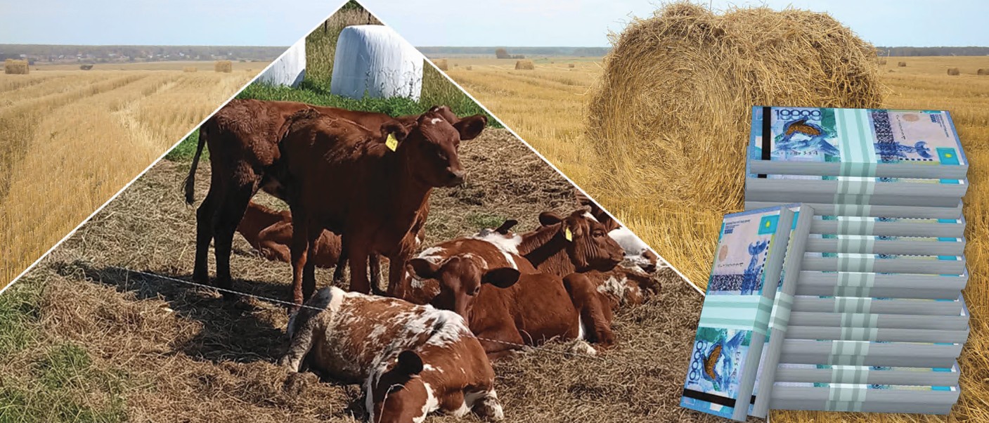 Sýbsıdııa nege talapqa saı emes?