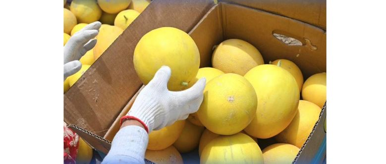 Bıyl Jetisaıda qaýyn erte pisti