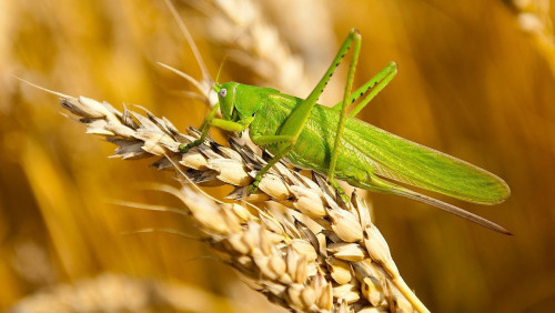 Zııankestermen kúres jeke baqylaýymda bolady - mınıstr