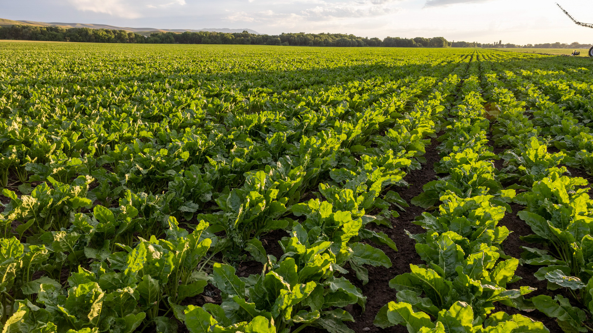 Marokkodan elimizge 286 dándi daqyl úlgisi jetkizildi