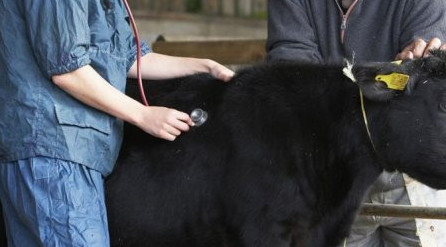 Meıirim men mindetti toǵystyrǵan erli-zaıypty veterınar mamandar