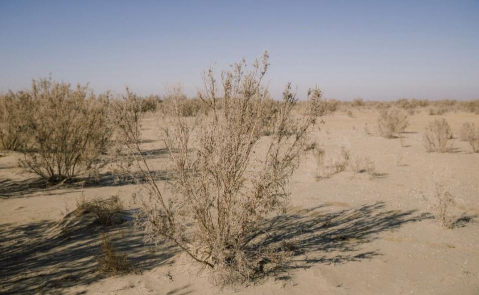 Aral teńiziniń qurǵaǵan túbin kógaldandyrý jumysy jalǵasyp jatyr