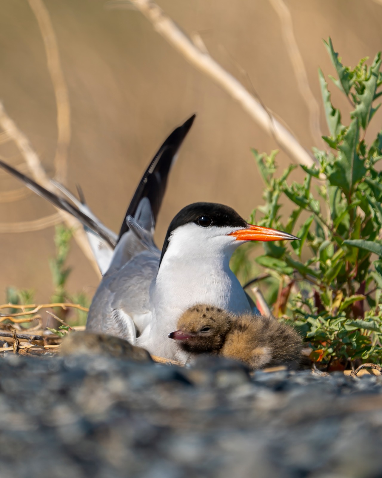 Qazaqstandaǵy ornıtologııalyq týrızmniń keleshegi qandaı