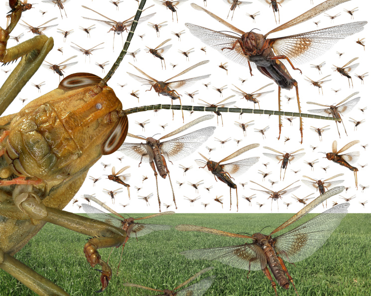 Shegirtkege qarsy sharalar