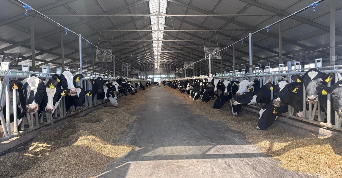 Sýbsıdııa berse, sút kóbeıe me?