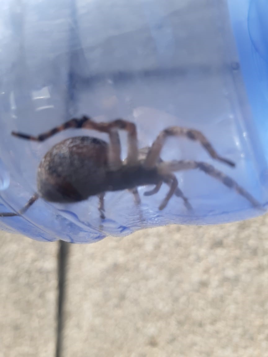 Jurtty alańdatqan japyraq jemiri