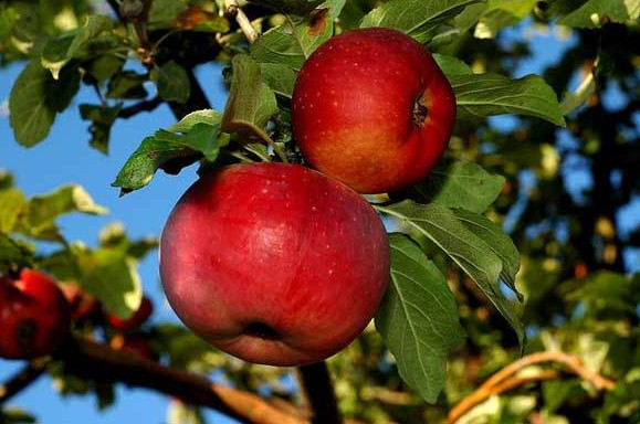 Qazaqstan resmı túrde aporttyń otany bolyp moıyndaldy