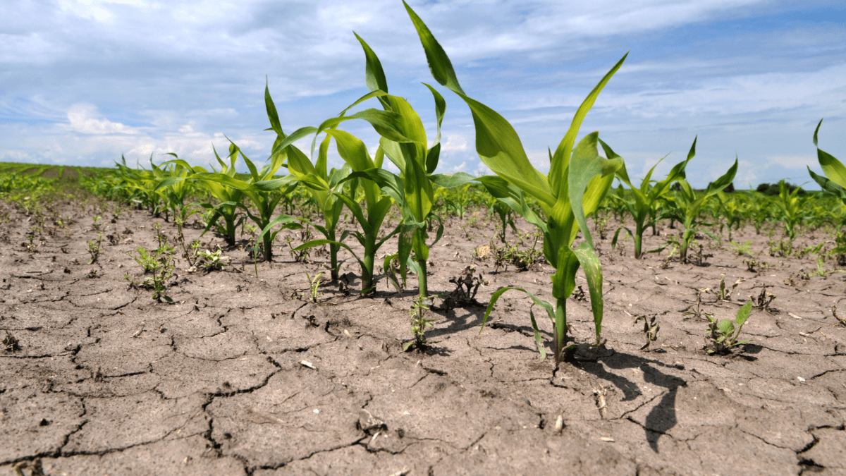Qýańshylyq pen zııankester aýyl turǵyndarynyń turmysyn aýyrlatyp tur