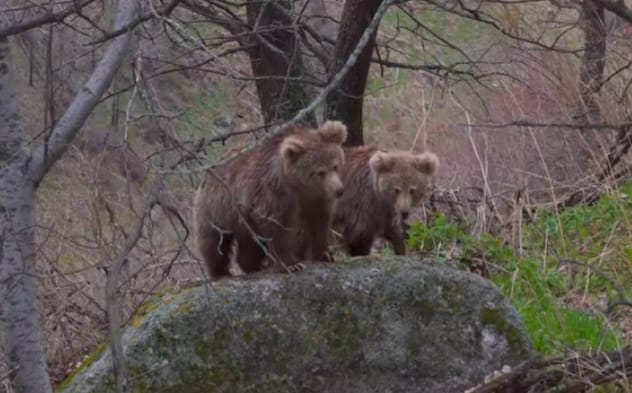 Tıan-Shan qońyr aıýy fototuzaqqa 25 ret túsken