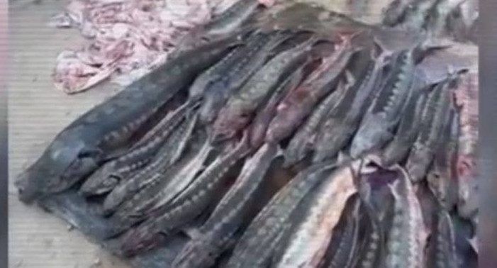 Jańaózen turǵynynan 508 kg bekire balyǵy tárkilendi