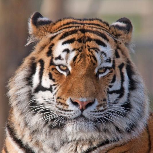 Ań patshasy –  jolbarys