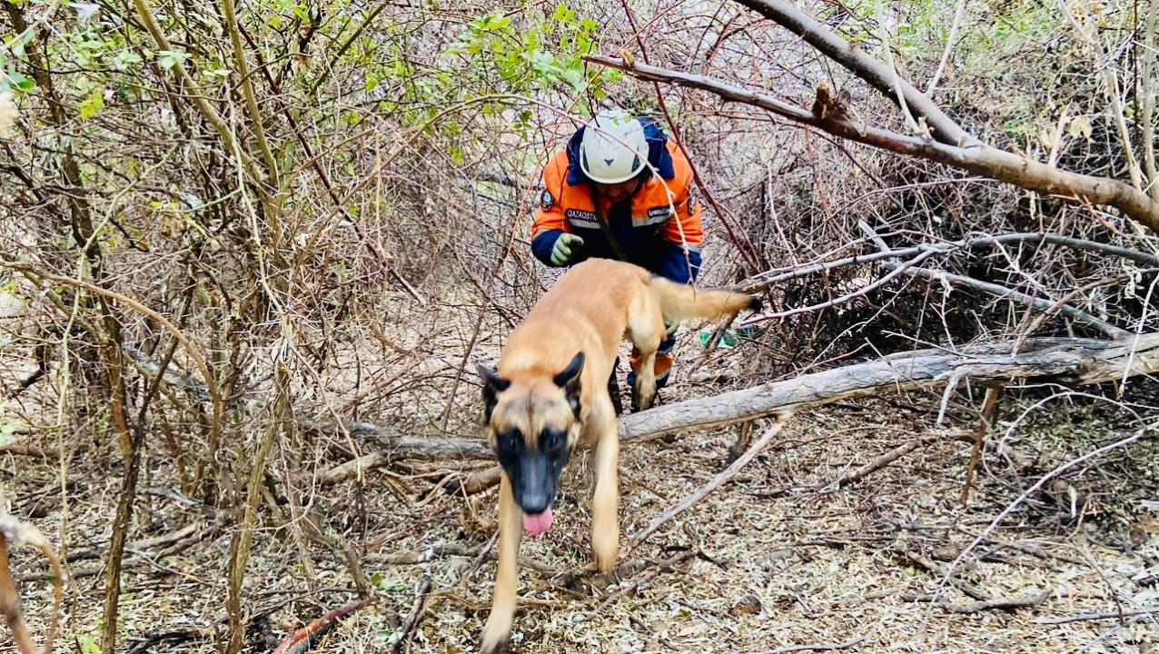 Qazaqstanda qyzmettik ıtterdiń daıyndyǵy synaldy