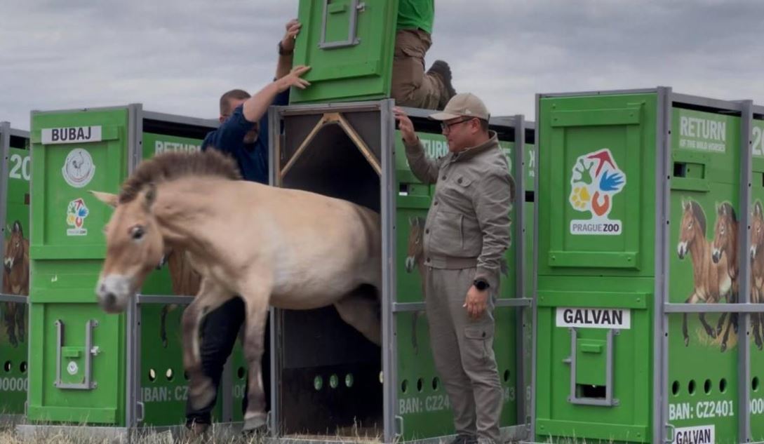 Qazaqstanǵa kerqulandardyń jańa toby ákelindi