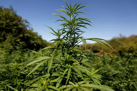 Qyzylordada 3 kúnde esirtki ósirýdiń 5 deregi anyqtaldy