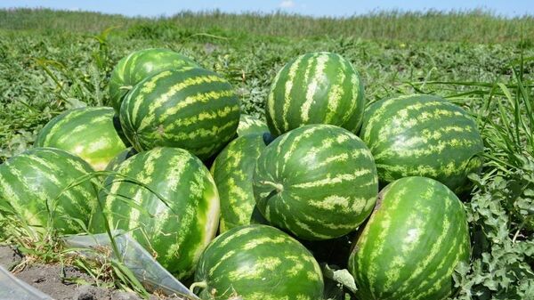 Jetisaılyq dıqandar qarbyzdyń alǵashqy ónimin jınady