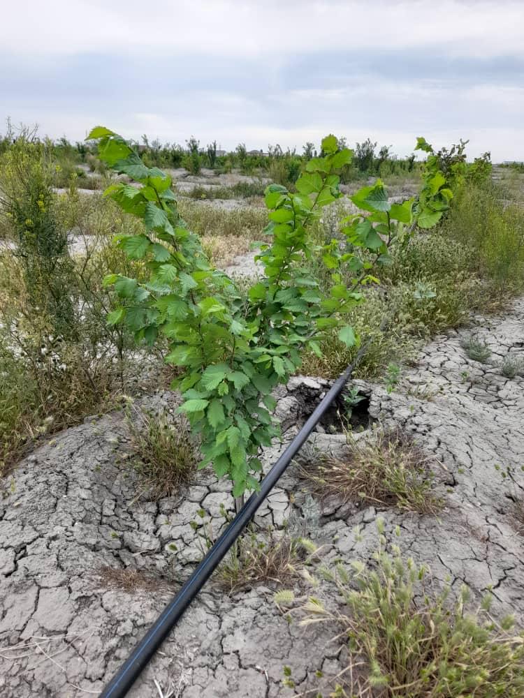 Jasyl jelek qashan jaıqalady?