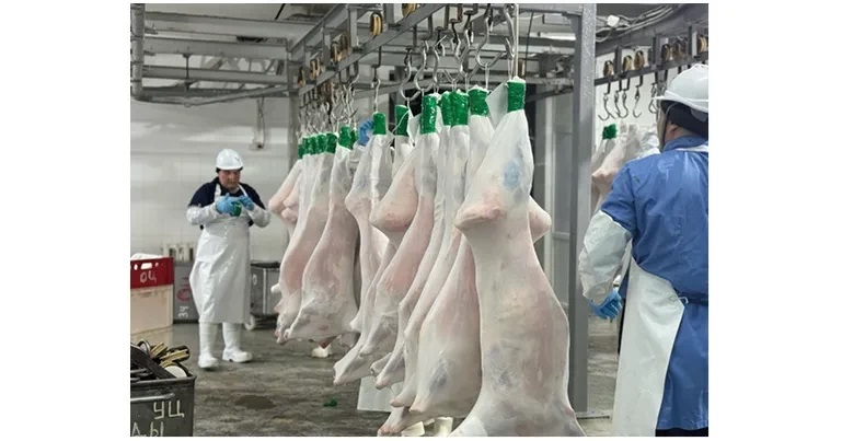 Qoınaýy qoıǵa jaıly