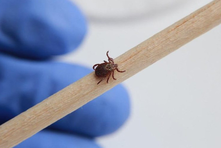 Azamattardy kene shaǵý deregi kóbeıgen - DSM