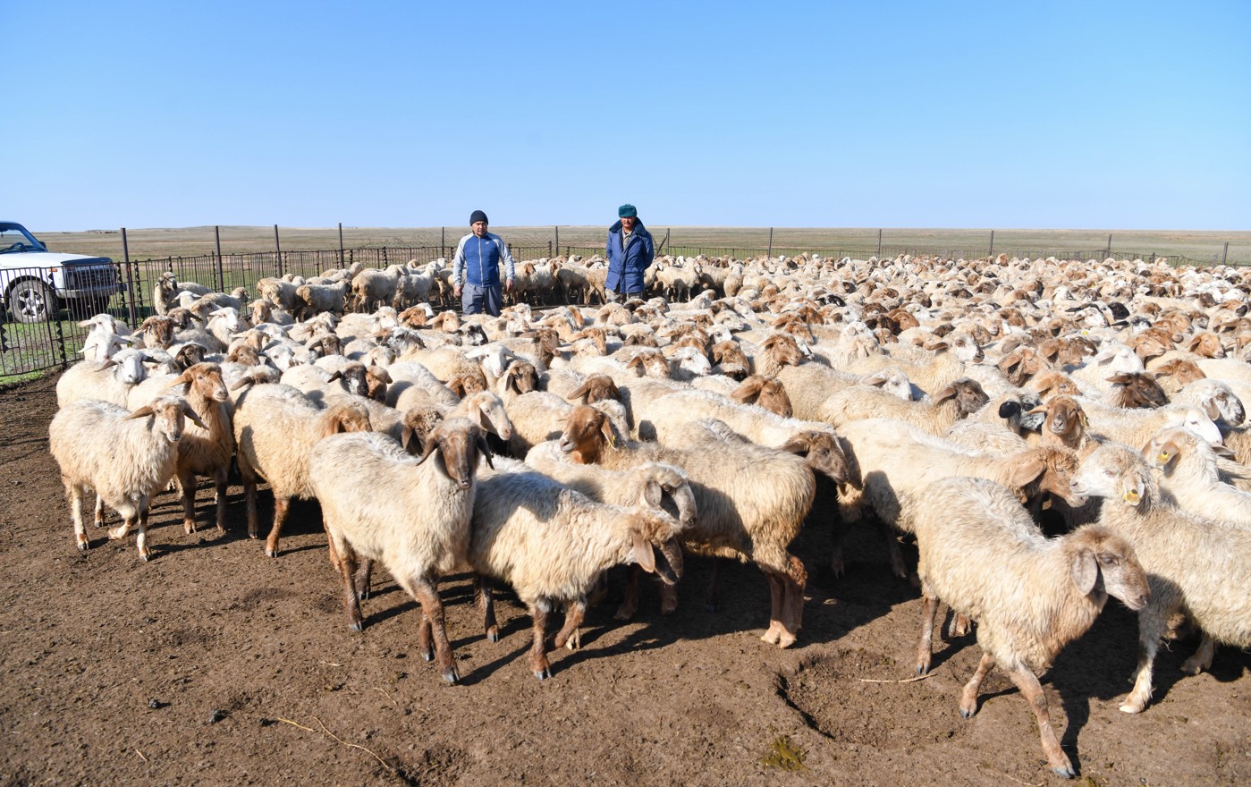 Mal sharýashylyǵy: ǵylym men tájirıbe úndestigi