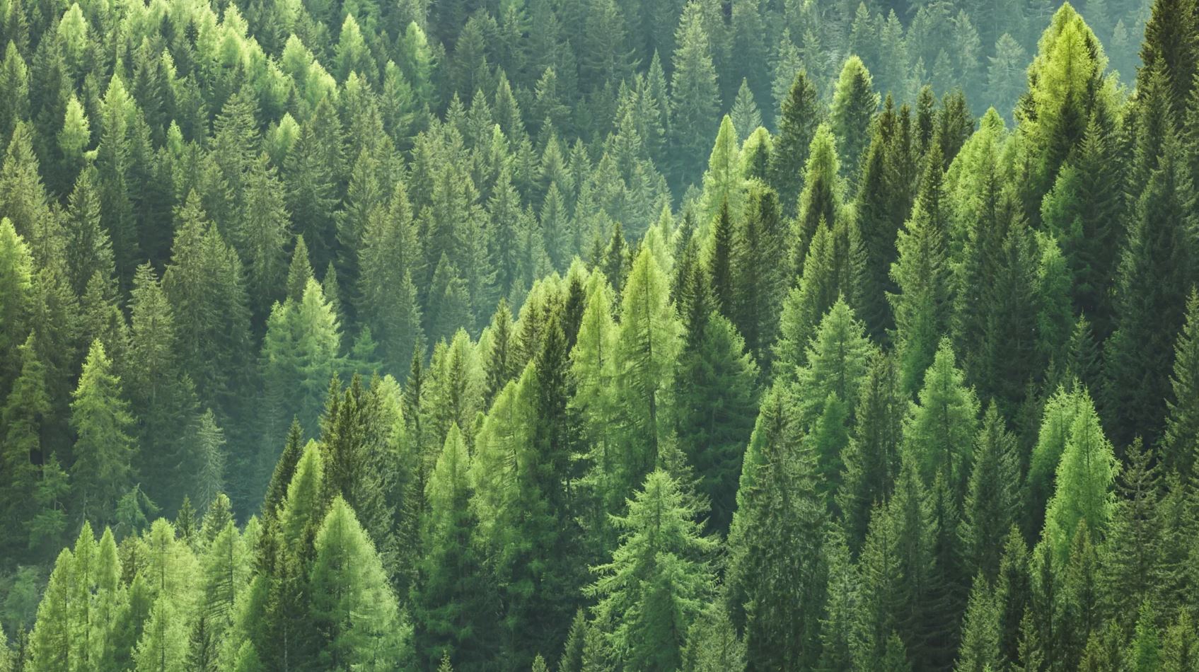 Orman tamyrdan qýat alady