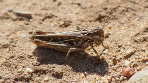1,7 mln gektar jer shegirtkege qarsy óńdeldi