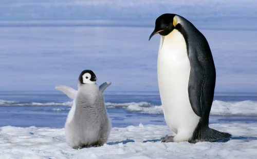 Imperator pıngvınderi joıylý aldynda tur