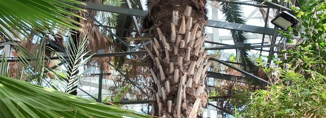 Qyzyljarda qurma pisip, qarq qyldy