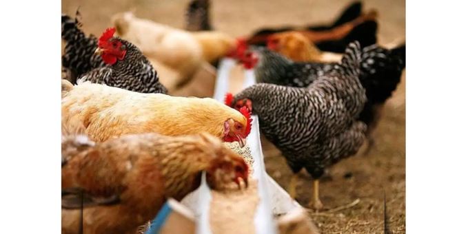 Qazaqstan qus tumaýynan ada el mártebesin aldy