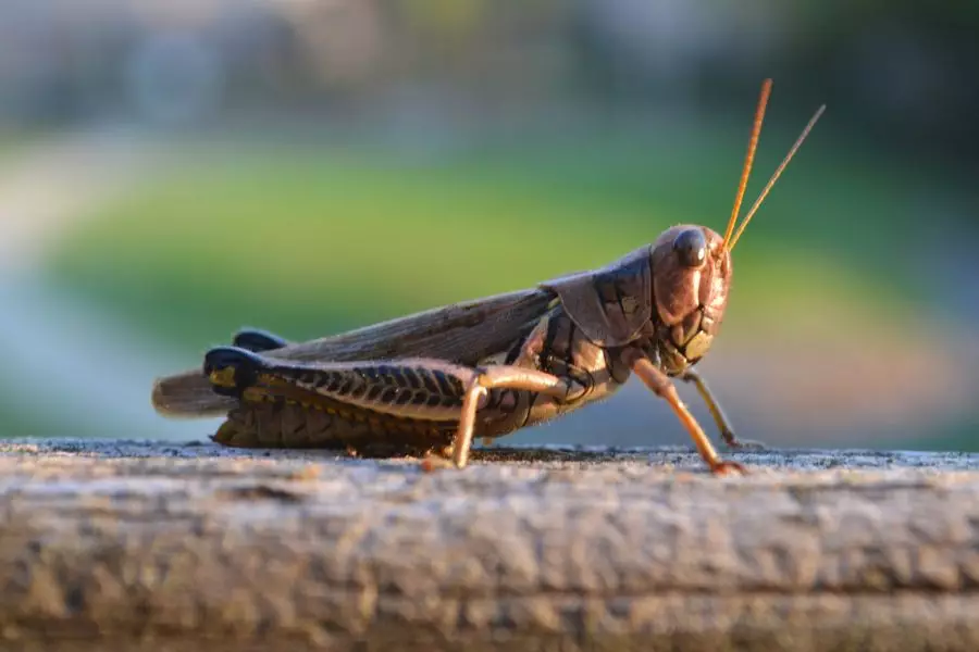 Shegirtkelerge qarsy sharalar jalǵasyp jatyr